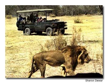 Travelers on safari get up close and personal with a male African lion in Botswanas Moremi Reserve.