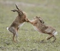 March Hares Are Mad µӺܷ 