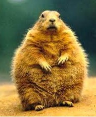 Groundhogs Can Predict the Arrival of Spring ܱ