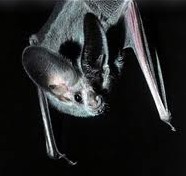 Are Bats Really Blind? Ϲ? 