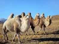 Do Camels Really Store Water in Their Humps? ˮշ?