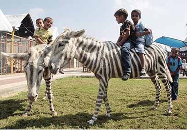 Gaza Donkeys Get Dye-job, Take on Zebra Role 