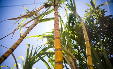 Sugar Cane