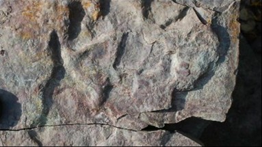 Footprints of the First Fish to Walk on Land