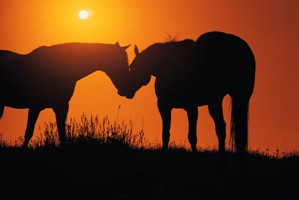 Two Horses 