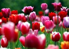 Tulips