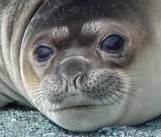 Elephant Seal 