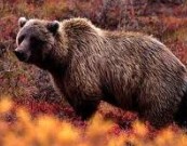 Grizzly Bear 