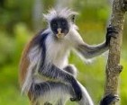 Red Colobus Monkey 