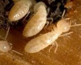 Termite 