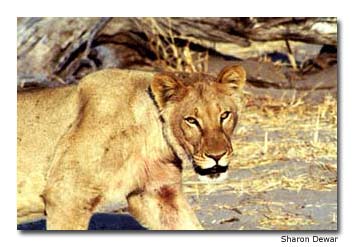 A large and intimidating-looking female lioness prowls along Botswanas Khwai River.