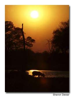 As the sun rises, a waterbuck drinks from a small watering hole.