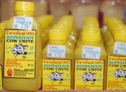 A Cow-urine (С)-based Soft Drink Comes to Indian Market