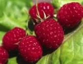 ͵ݮ Rustling Raspberries