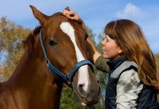 Сʴ壺ɹ Horse Expressions